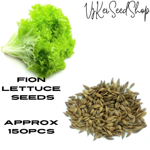 Lettuce Seeds ( 150 seeds) - Eco Shop