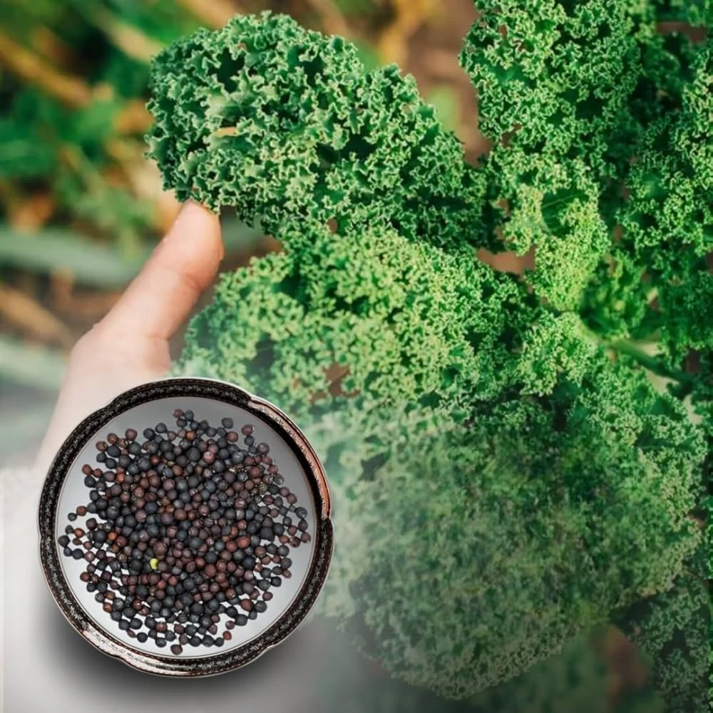 kale Seeds (1 gram) - Eco Shop