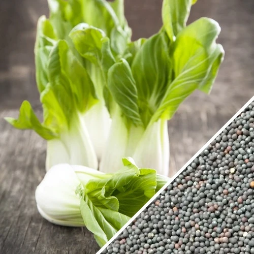 Pak Choi / Bok Choi Seeds ( 10 grams) - Eco Shop