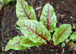 Sorrel Seeds ( 250 seeds) - Eco Shop